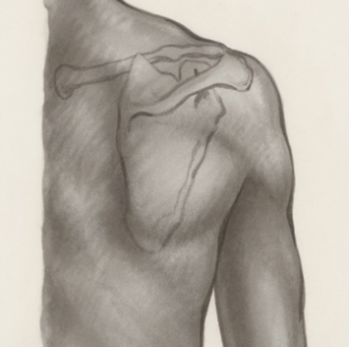 【動画配信】肩関節の機能解剖・運動学の理解とリハビリテーション