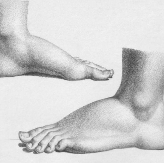 【動画配信】足関節の機能解剖・運動学の理解とリハビリテーション